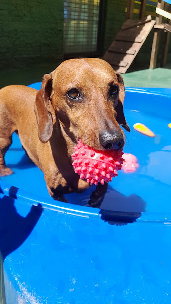 Foto 1 Bem Cuidado Pet