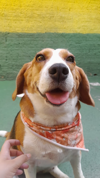 Foto 2 Bem Cuidado Pet