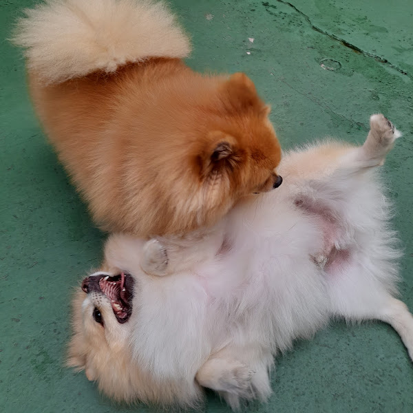 Foto 3 Bem Cuidado Pet