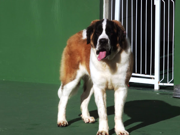 Foto 5 Bem Cuidado Pet