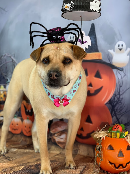 Foto 3 Pet Park Pet Shop