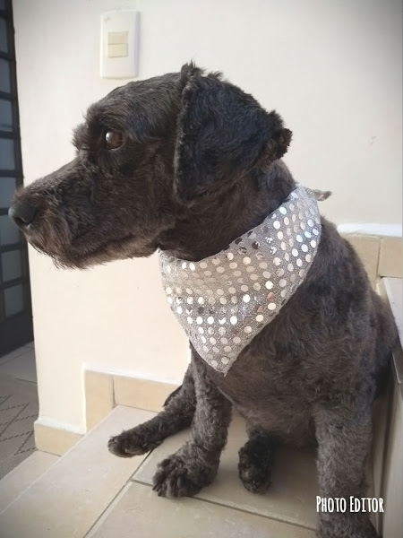 Foto 4 Pet Park Pet Shop