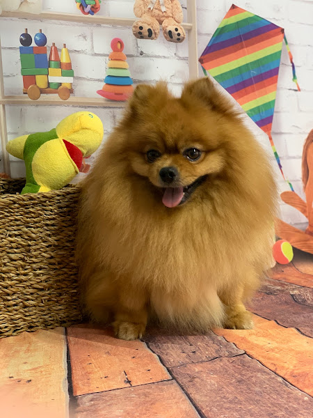 Foto 5 Pet Park Pet Shop