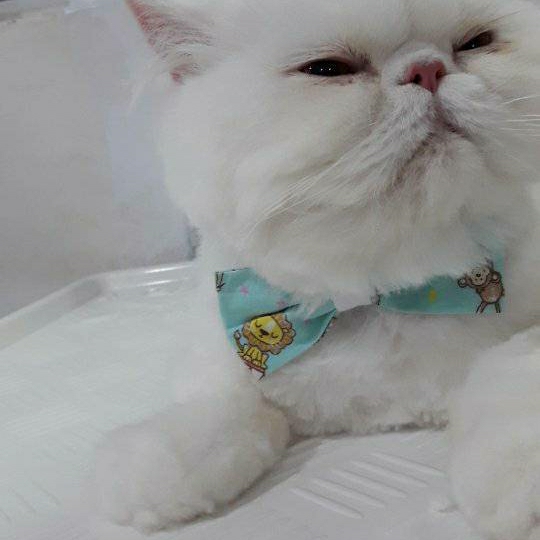 Foto 2 Rainha Pet Shop