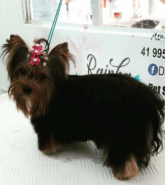 Foto 3 Rainha Pet Shop