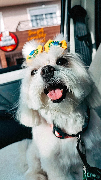 Foto 2 PET SHOP VIDA ANIMAL