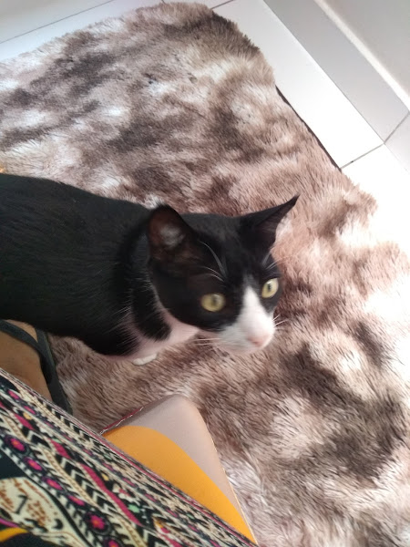 Foto 1 Clínica Veterinária Maestro Cão - Unidade Portão - atendimento 24h na Unidade Av Iguaçu 1649