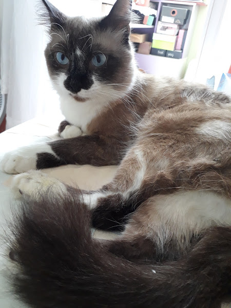 Foto 2 Clínica Veterinária Maestro Cão - Unidade Portão - atendimento 24h na Unidade Av Iguaçu 1649