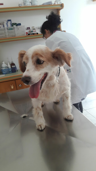 Foto 3 Clínica Veterinária Maestro Cão - Unidade Portão - atendimento 24h na Unidade Av Iguaçu 1649