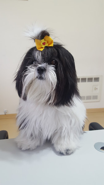 Foto 4 Clínica Veterinária Maestro Cão - Unidade Portão - atendimento 24h na Unidade Av Iguaçu 1649