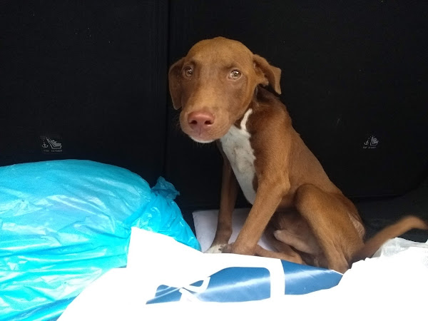 Foto 1 Ideal Patas Pet Shop Creche & Hotel