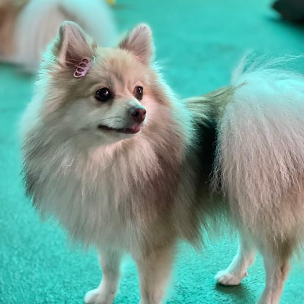 Foto 1 Petshop Spa & Boutique