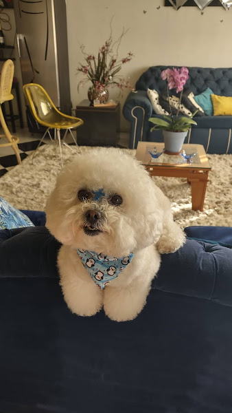 Amigo Bicho Pet Shop e consultório Veterinário