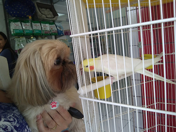 Foto 1 Amigo Bicho Pet Shop e consultório Veterinário Foto 1 Amigo Bicho Pet Shop e consultório Veterinário