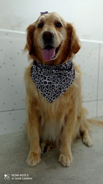 Foto 1 Delicatto Cão e Gato Pet Shop