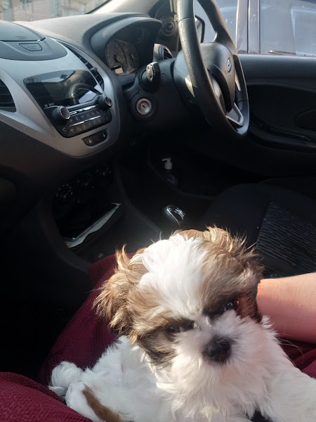 Foto 2 Clínica Veterinária e Pet Shop Espaço Vet - Venda de filhotes