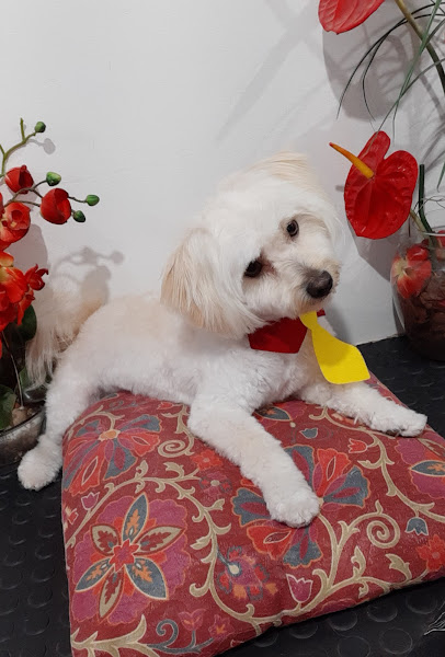 Mania de Pet - Banho & Tosa Mania de Pet - Banho & Tosa