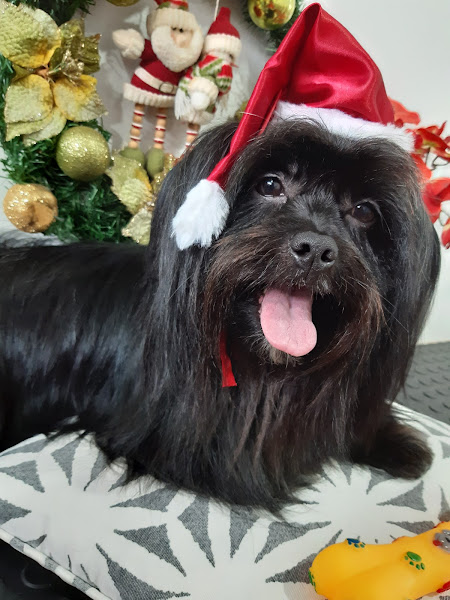 Foto 1 Mania de Pet - Banho & Tosa