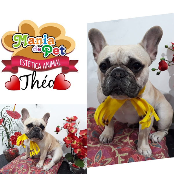 Foto 2 Mania de Pet - Banho & Tosa