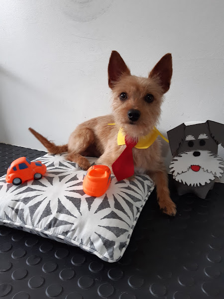 Foto 3 Mania de Pet - Banho & Tosa