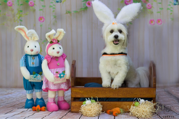 Foto 3 Vet Clean Clínica Veterinária e Pet Shop