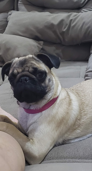 Foto 5 Vet Clean Clínica Veterinária e Pet Shop