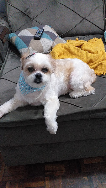 Foto 2 Focinhos e Lacinhos