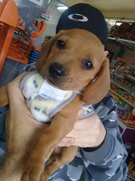 Foto 3 Pet Shop Snoop Dog na Fanny