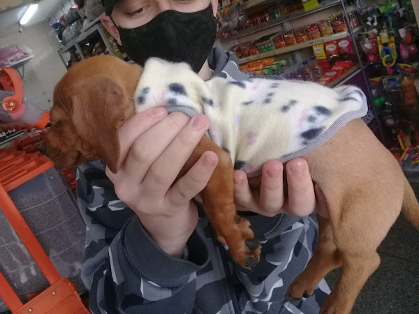 Foto 4 Pet Shop Snoop Dog na Fanny