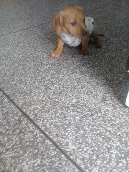 Foto 5 Pet Shop Snoop Dog na Fanny