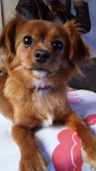 Foto 5 PET SHOP PENÉLOPE