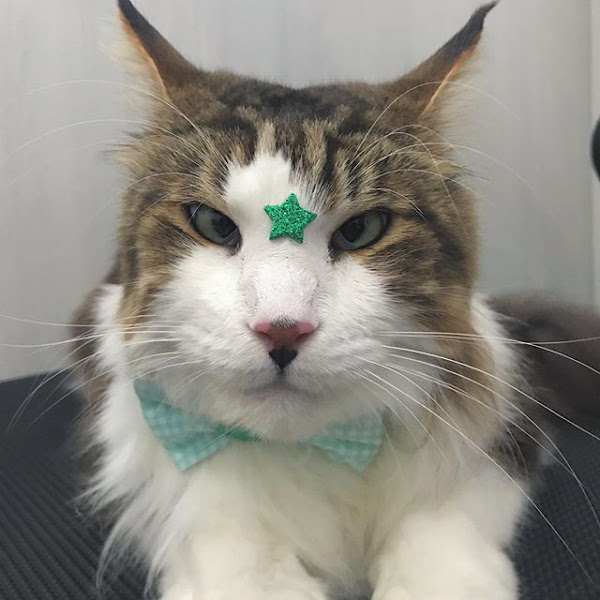 Foto 1 Hakuna Pet Shop - pet shop portão