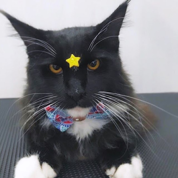 Foto 2 Hakuna Pet Shop - pet shop portão