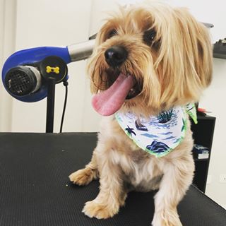 Foto 3 Hakuna Pet Shop - pet shop portão