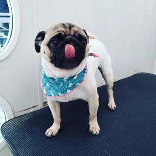 Foto 4 Hakuna Pet Shop - pet shop portão