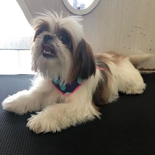 Foto 5 Hakuna Pet Shop - pet shop portão