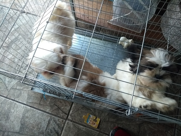 Foto 5 PANDORA PET SHOP