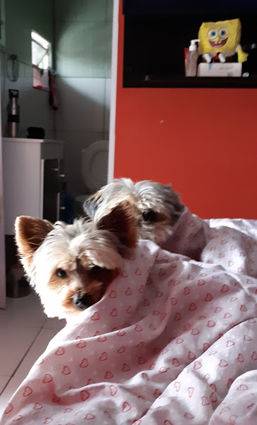 Foto 2 Pet Health Torres