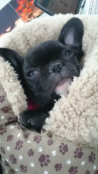 Foto 3 Pet Shop Tingui