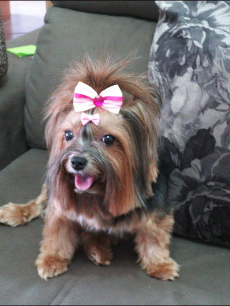 Foto 4 Lilivet Clínica Veterinária em Curitiba