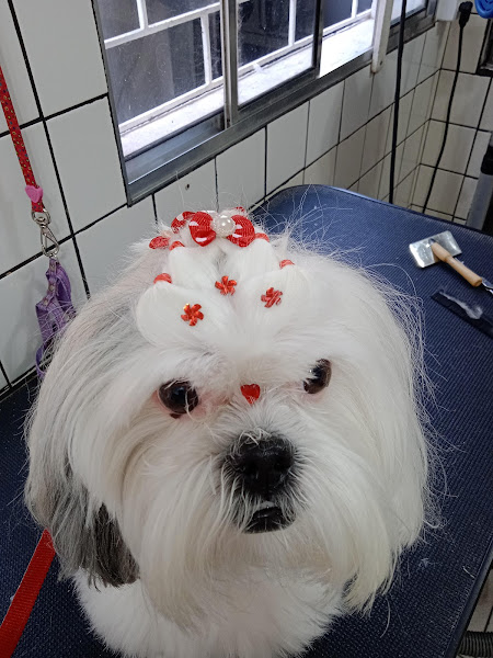 Foto 1 Clinica Veterinária Ecoville