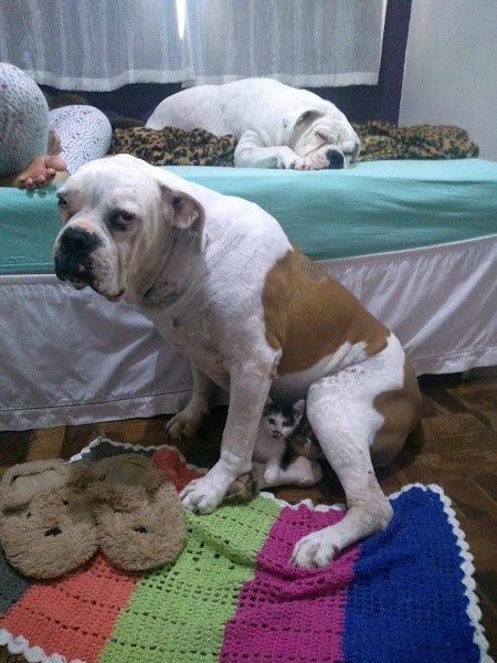 VivaVet Clínica Veterinária