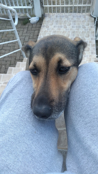 Foto 1 VivaVet Clínica Veterinária