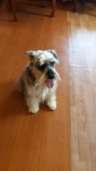 Foto 3 VivaVet Clínica Veterinária