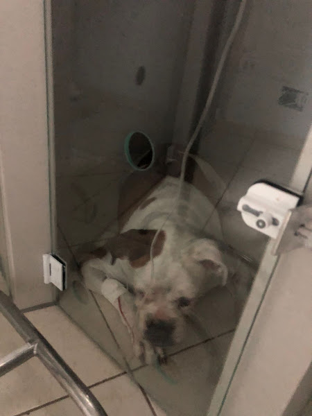 Foto 4 VivaVet Clínica Veterinária