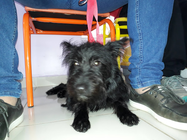 Clínica Veterinaria Baby Dog