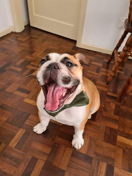 Foto 3 Clínica Veterinaria Baby Dog