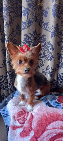 Foto 5 Clínica Veterinaria Baby Dog