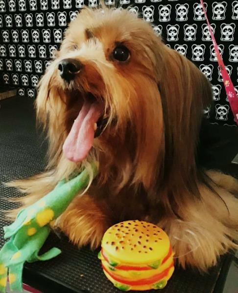 Meu Pet Cãopanheiro