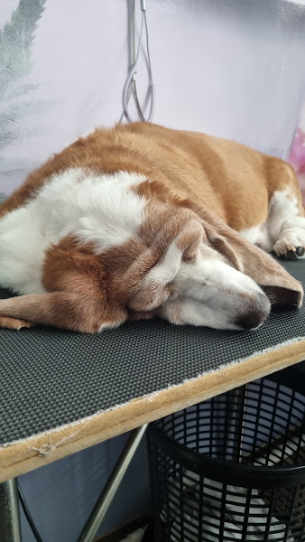 Wall Pet Estética Animal & Petstore